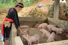 Le Vietnam empêche activement la propagation de la peste porcine africaine