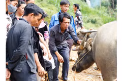 Le marché aux buffles de Can Câu