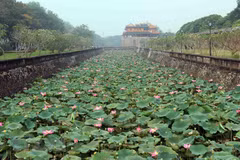Admirer les fleurs de lotus parfumées à Thua Thiên-Huê