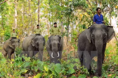 Quang Nam s'efforce de conserver l'habitat des éléphants