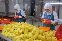 Le Vietnam et les Pays-Bas boostent la coopération dans le domaine de l'agriculture