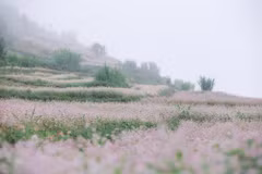 Ha Giang au temps de la floraison des champs de sarrasin