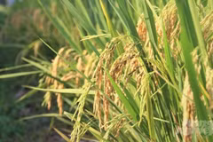 Le Vietnam promeut sa coopération avec l'Institut international de recherche sur le riz