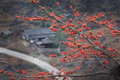 Saison des fleurs du bombax ceiba (hoa gao) sur le plateau rocheux de Ha Giang