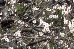 La beauté surprenante au paradis de fleurs d’abricotier à Môc Châu