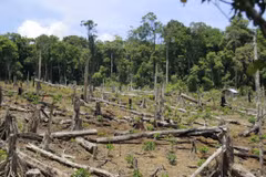 Plantation de 108.258 hectares de forêts au premier semestre