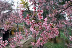 Les "To Day" fleurissent dans la province septentrionale de Dien Bien