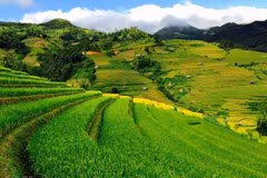 Mu Cang Chai: La beauté pittoresque du Nord-Ouest captive les touristes