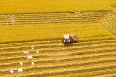 Le PM exhorte le delta du Mékong à avoir une vision stratégique du développement agricole