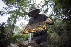 L'imposition par les États-Unis d'une taxe antidumping sur le miel affecte l’apiculture vietnamienne