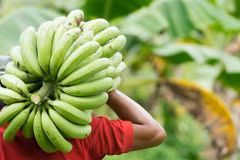 Le Vietnam, deuxième fournisseur de bananes sur le marché chinois
