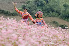 Les fleurs de sarrasin en vedette sur le plateau karstique de Dong Van