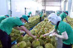 Les entreprises vietnamiennes prêtes à la réouverture du marché chinois