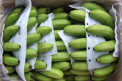 Le Vietnam voit ses exportations de bananes vers le Japon augmenter fortement