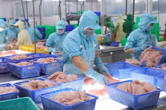 Les exportations de pangasius devraient rebondir au troisième trimestre 2023