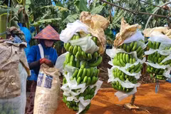 Les produits agricoles vietnamiens cherchent un accès durable au marché chinois