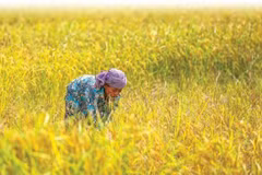 Cambodge-Indonésie : coopération dans le commerce de riz