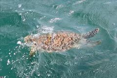 Une tortue rare relâchée en mer