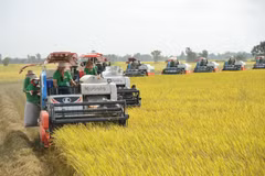 Les exportations de riz devraient rapporter 5 milliards de dollars en 2023