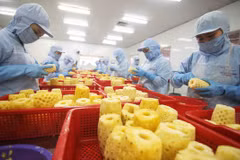 Les activités d'exportation de fruits et légumes demeurent dynamiques 