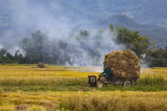 Transportant du riz dans les champs de Muong Thanh. Photo : Xuan Tu /VNA