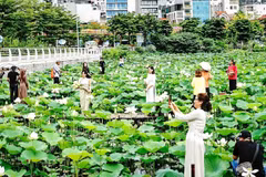 Hanoï, l'une des zones de culture du lotus les plus célèbres du pays. Photo: VNA