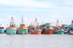 Bac Lieu considère la lutte contre la pêche INN comme une tâche importante à long terme pour le développement durable du secteur de la pêche. Photo : VNA