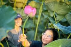 Des touristes apprécient la cueillette de lotus. Photo : VietnamPlus