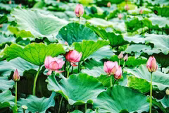 Le premier Festival du Lotus qui aura lieu du 12 au 16 juillet à l'Espace culturel et créatif de l’arrondissement de Tay Ho. Photo : VNA