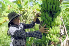 La signature de protocole de l'exportation officielle de bananes vers la Chine 
