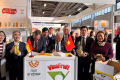 Des entreprises vietnamiennes au Fruit Logistica 2023 à Berlin