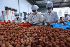 Des litchis frais vietnamiens présents dans de grands supermarchés américains