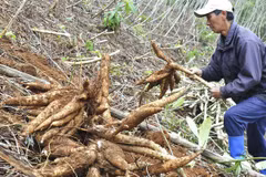 Une année morose pour la filière vietnamienne du manioc