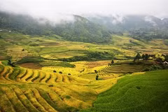 Lào Cai : la beauté des rizières d’Y Ty à la saison du riz mûr