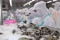 Signes positifs pour les exportations vietnamiennes de crevettes aux Etats-Unis