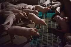 Promulgation d’une résolution pour faire face à la peste porcine africaine