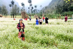 Le 5e festival des fleurs de sarrasin de Hà Giang