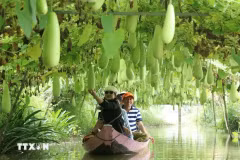 L'agrotourisme, englobant des activités liées à l’agriculture, aux agriculteurs et aux paysages ruraux, est un type de tourisme innovant offrant des expériences immersives, divertissantes et éducatives, de plus en plus prisé. Photo : VNA