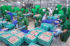 Améliorer de l’élevage des pangasius à exporter