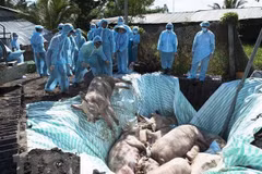Le Vietnam et les États-Unis étudient conjointement un vaccin contre la peste porcine africaine