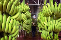Les bananes vietnamiennes vendues à des prix élevés sur le marché japonais