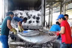 Hausse des exportations de produits aquatiques en huit mois 