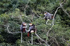 Un primate rare remis au Parc national de Cuc Phuong