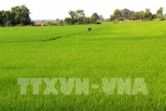 Riziculture: Hau Giang expérimente des produits bio sud-coréens