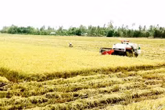 Le Vietnam applique la télédétection dans la production agricole