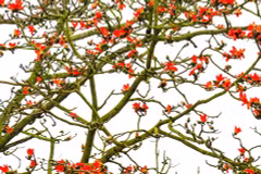 La floraison des kapokiers sous l’objectif photo