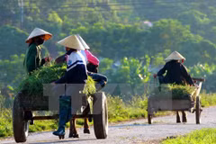 L’IFAD accordera 43 millions de dollars pour soutenir des foyers paysans vietnamiens
