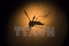 La dengue fait 122 morts en Malaisie depuis le début de l'année