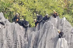 Cát Bà, un sanctuaire des espèces menacées d'extinction