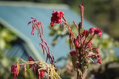 Le Têt des fleurs chez l’ethnie Công 